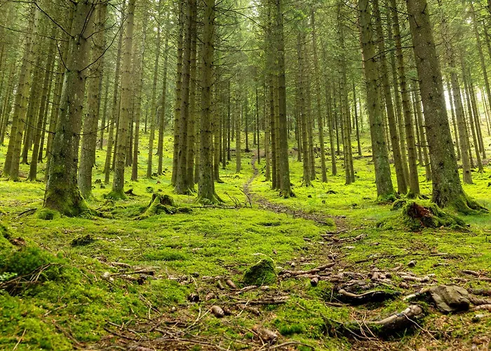 Schober * 基希洪德姆